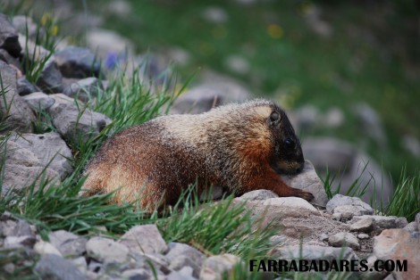 Trilha do Monte Washburn - marmota